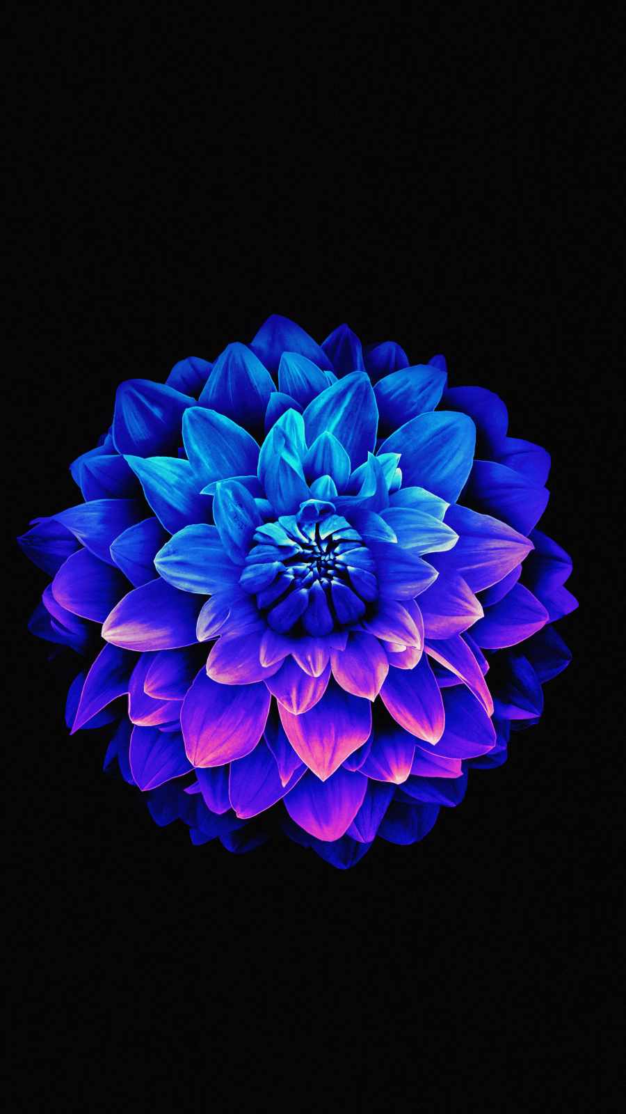 Amoled Flower iPhone Wallpaper