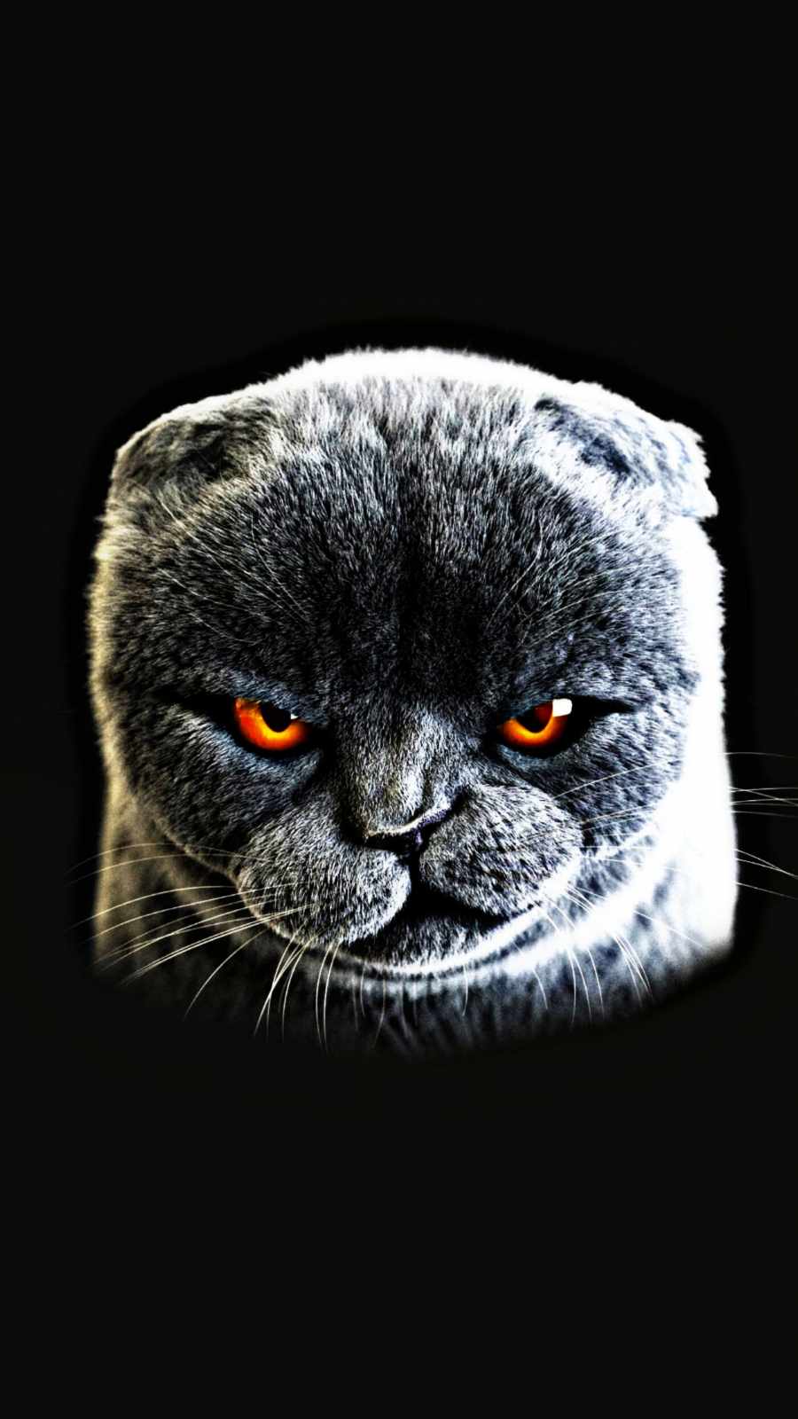 Angry Cat iPhone Wallpaper