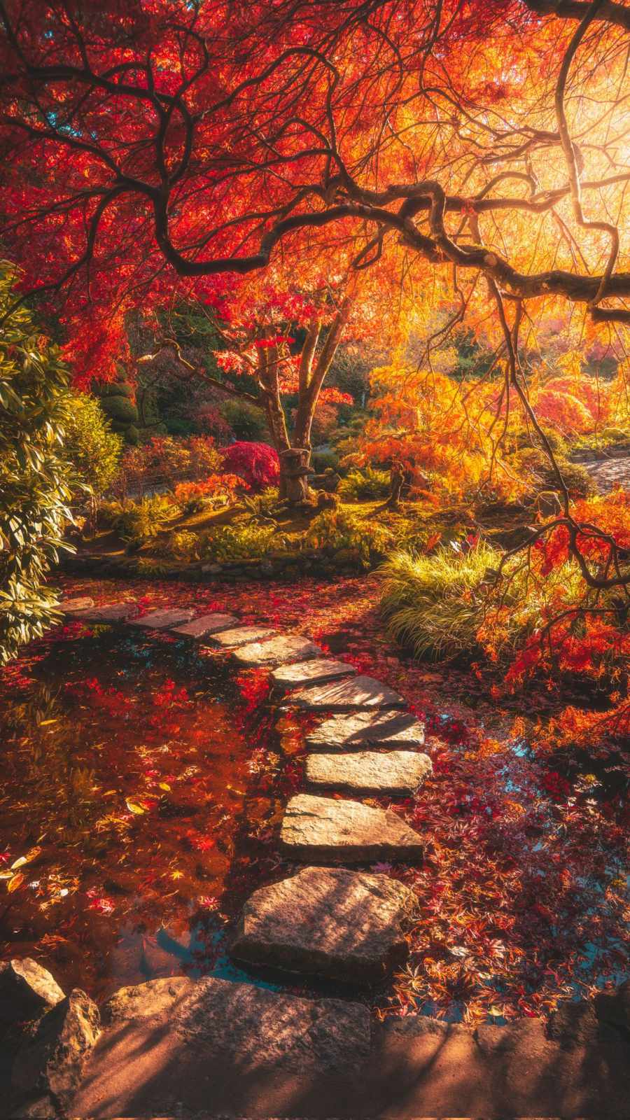 Autumn Colors iPhone Wallpaper