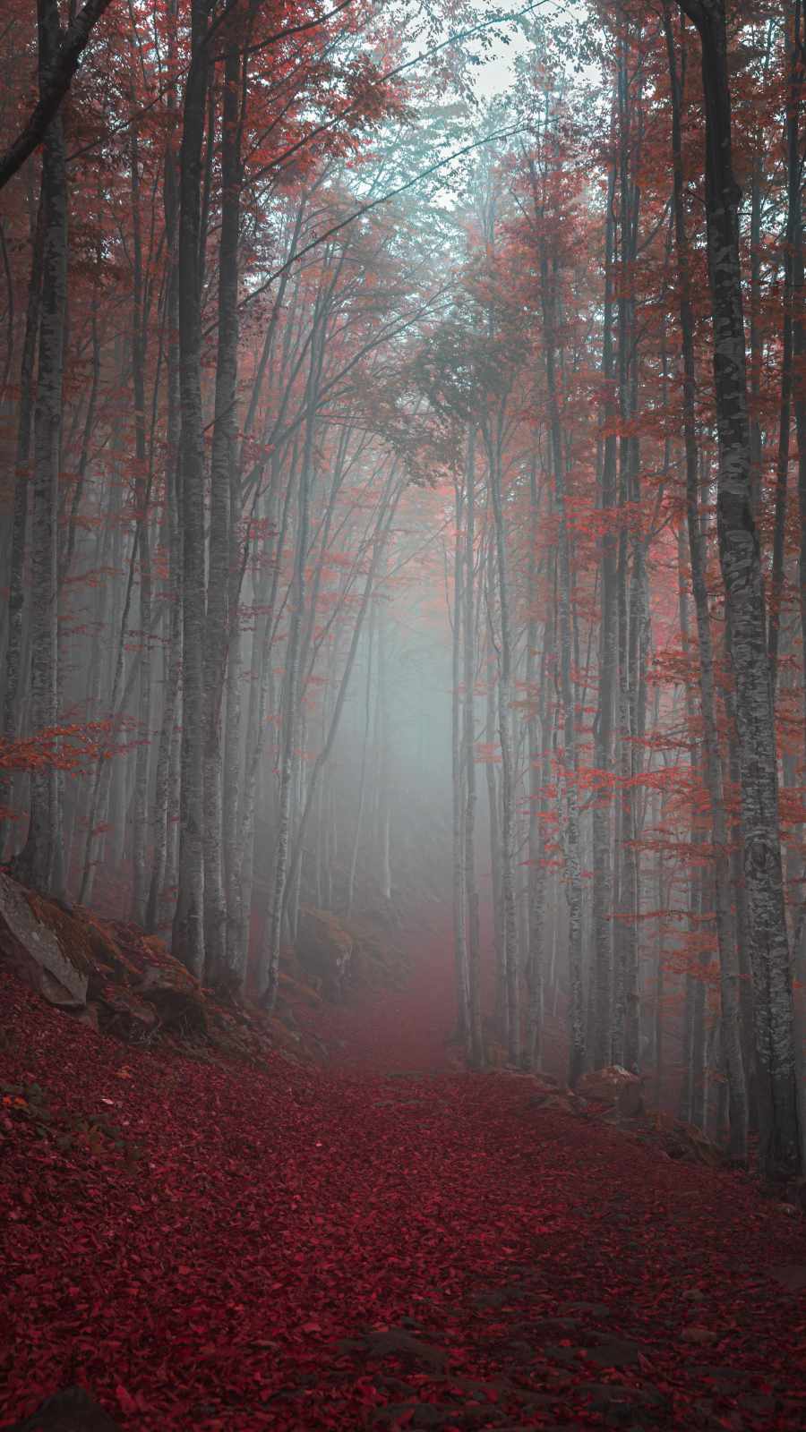 Autumn Red Forest iPhone Wallpaper