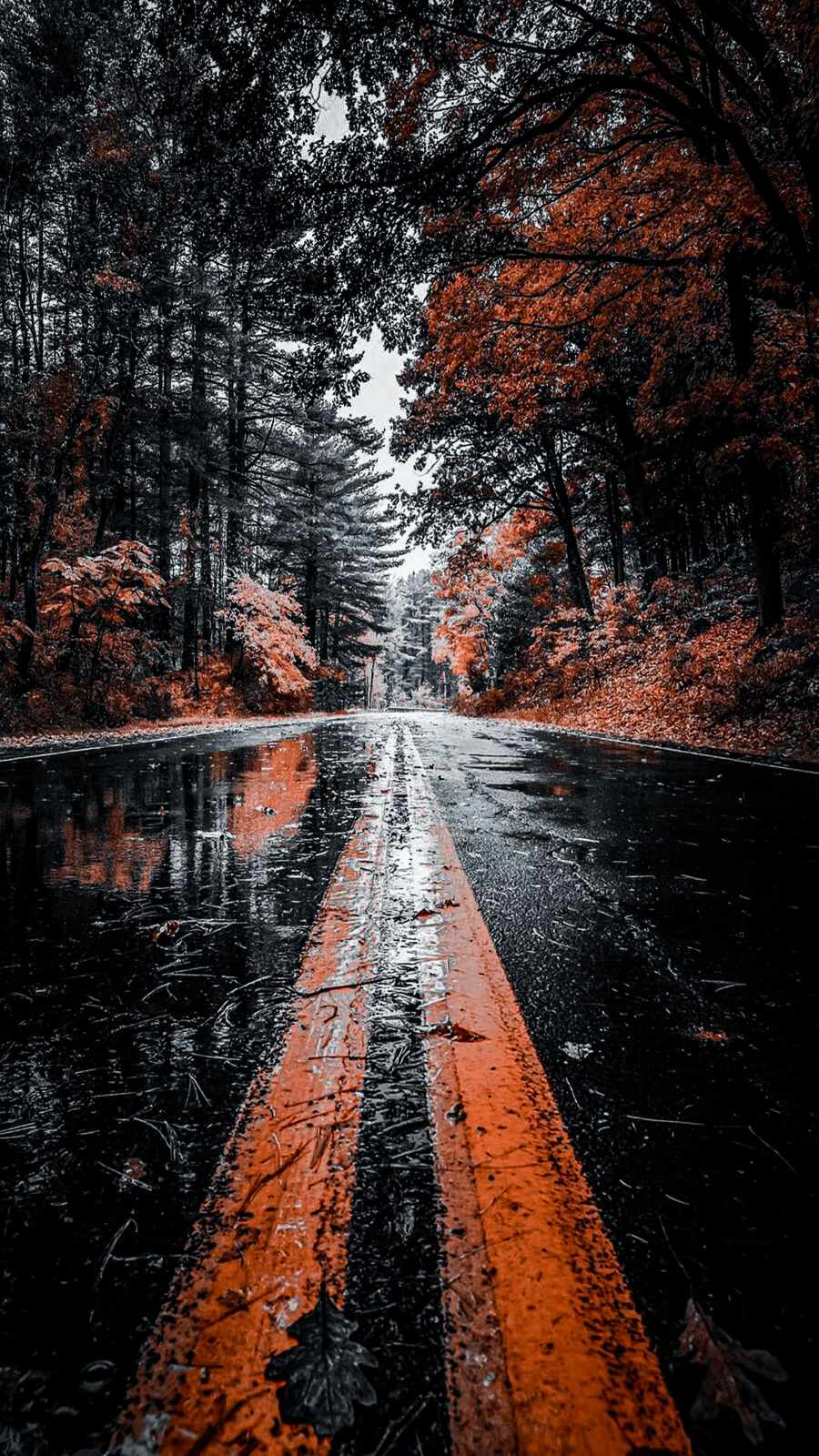 Autumn Reflection Road iPhone Wallpaper