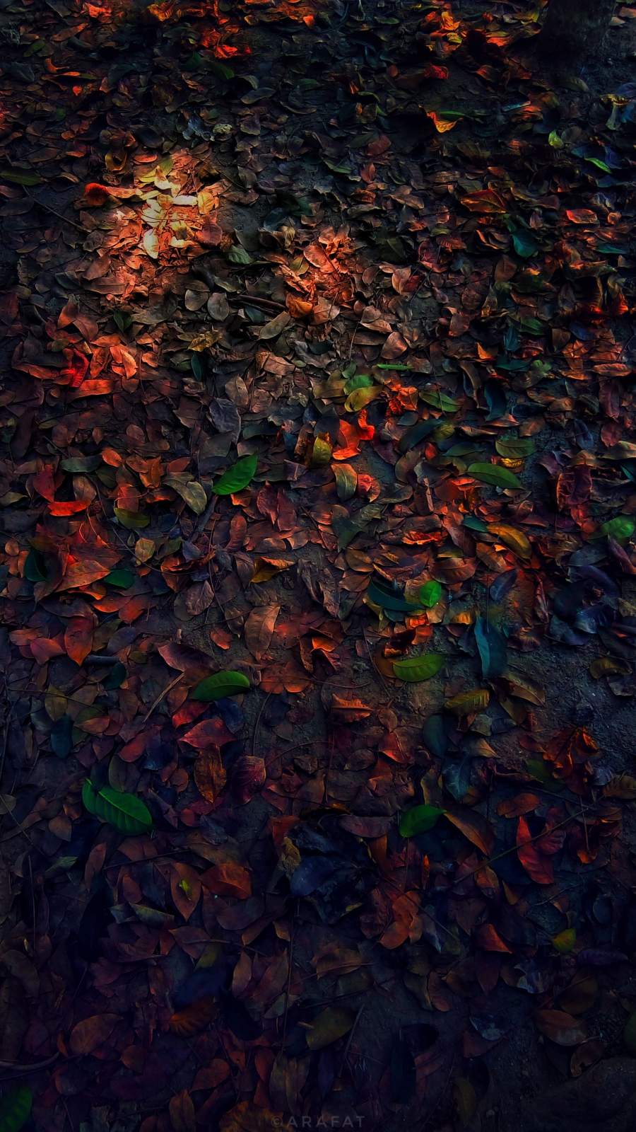 Autumn Tree Leaves iPhone Wallpaper
