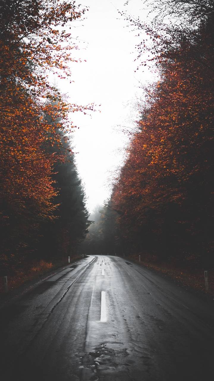 Autumn Wet Road