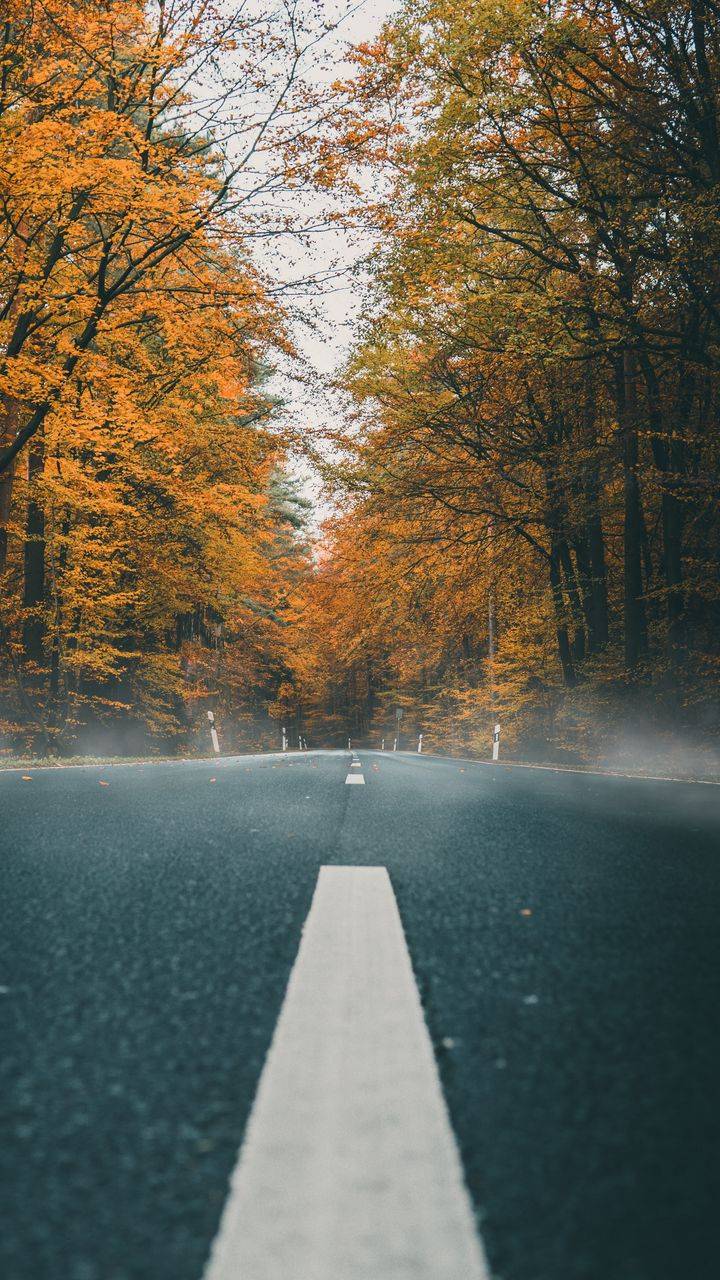 Nature Autumn Road