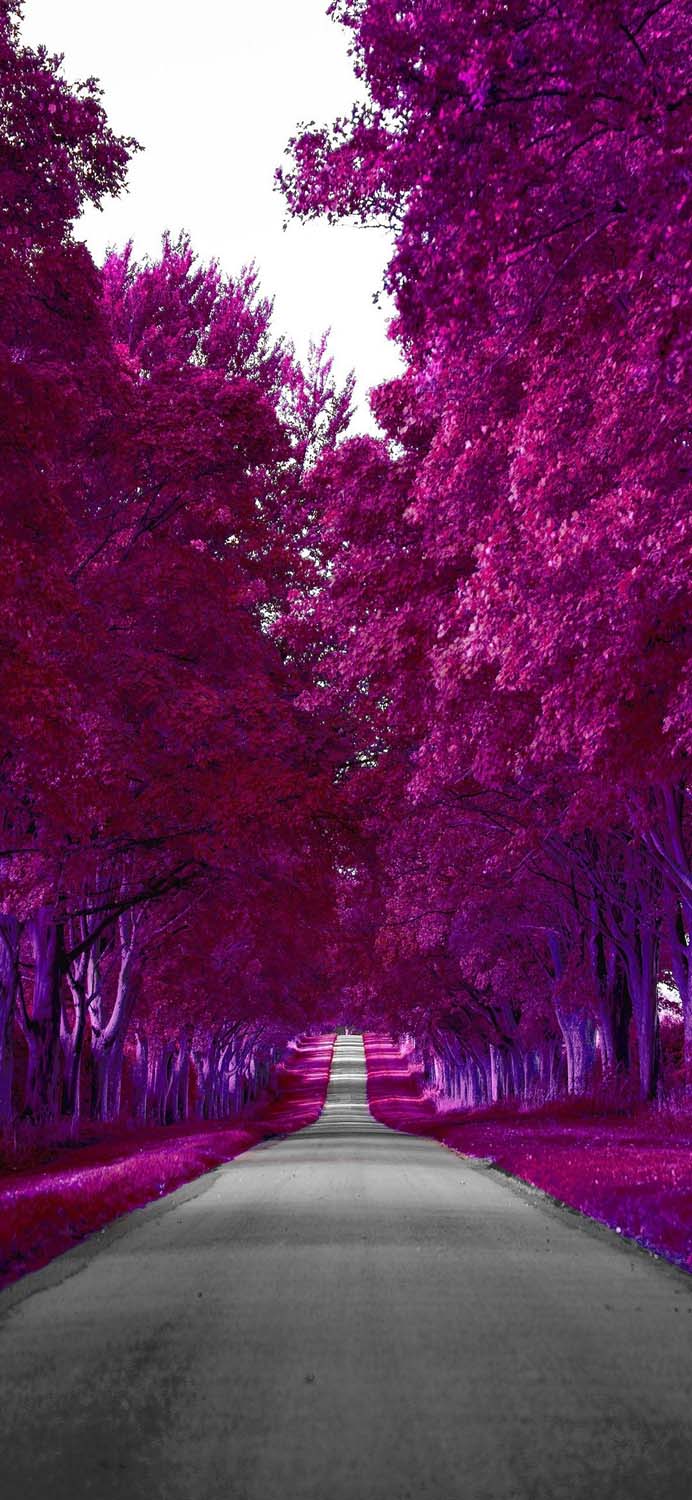 Pink Forest Road iPhone Wallpaper HD