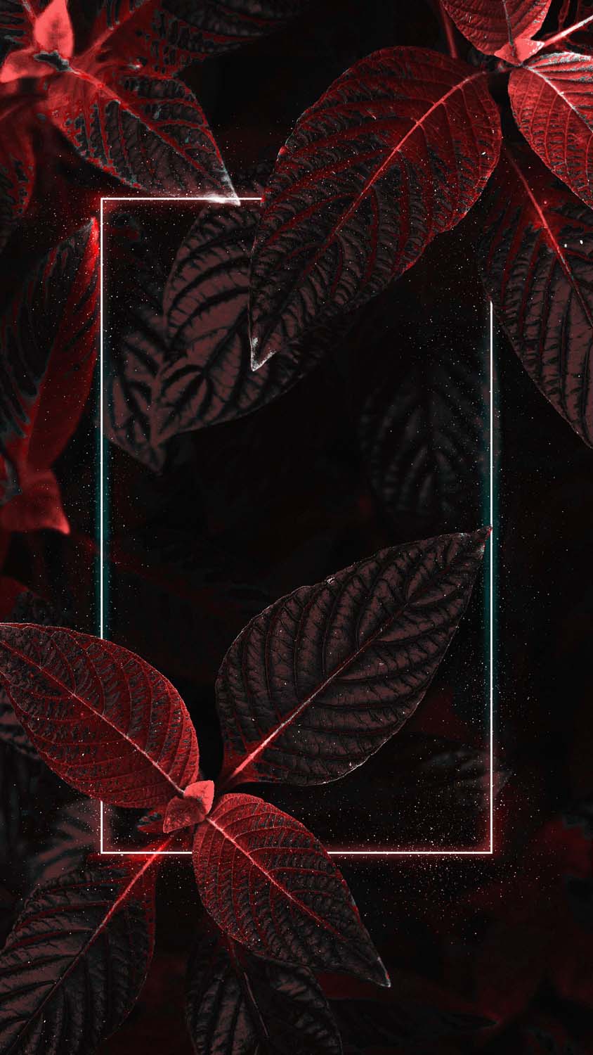 Dark and Red Foliage