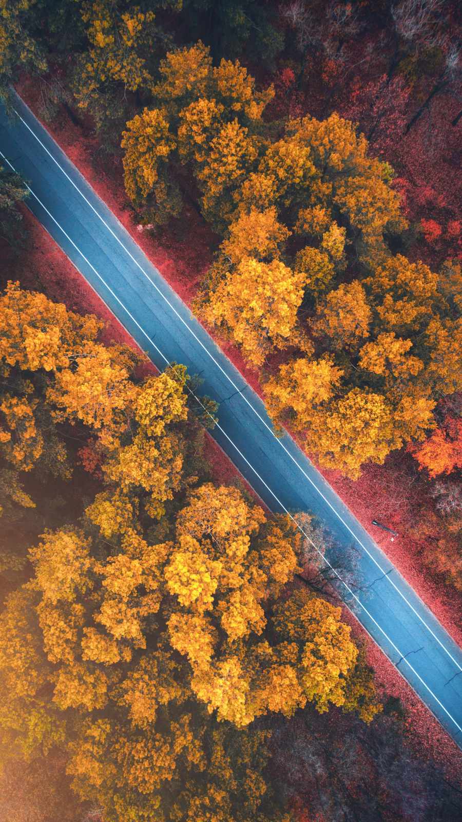 Autumn Road Forest