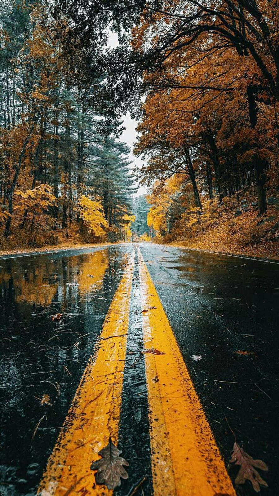 Autumn Wet Road Reflection iPhone Wallpaper