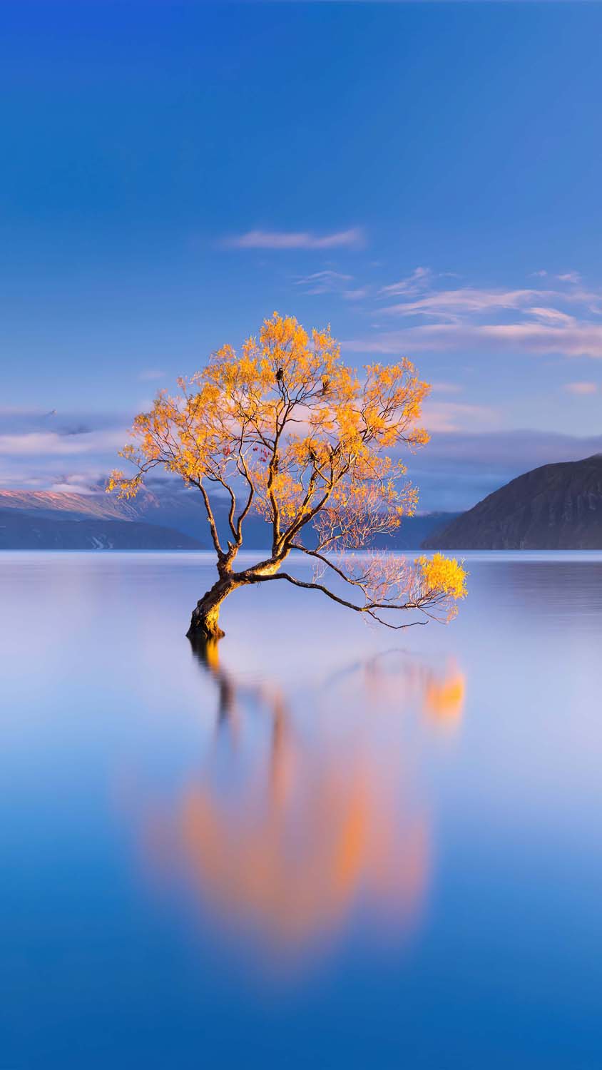 Lake Tree