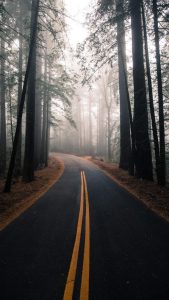 Nature Road Morning Fog